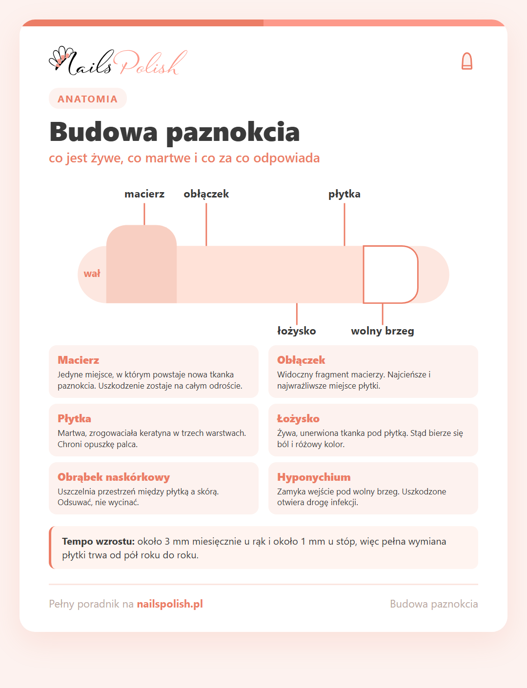 Infografika: schemat budowy paznokcia - macierz, obłączek, płytka, łożysko, wolny brzeg i wały